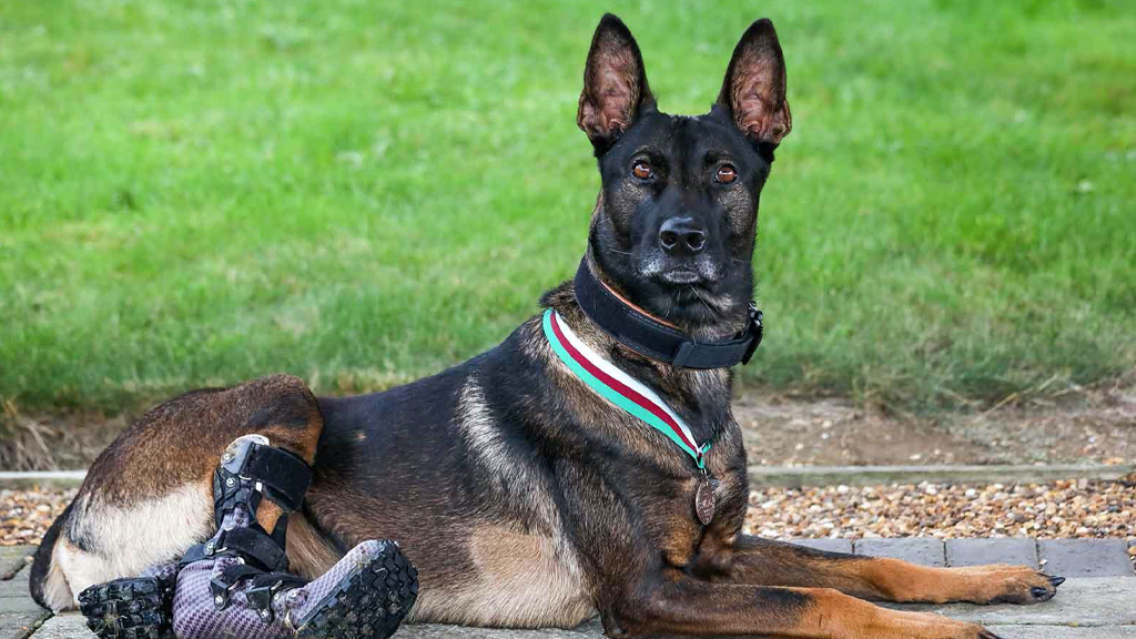 Le président de Smart Paws a joué un rôle essentiel dans le traitement d’un héros militaire canin