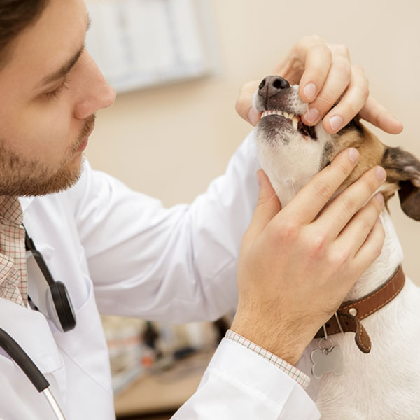 Become a smart paws vet