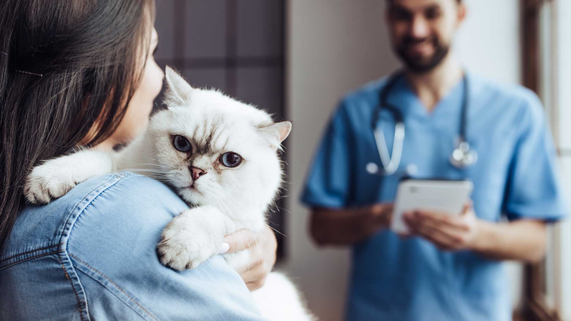 Assurance santé pour animaux de compagnie – Claire et simple